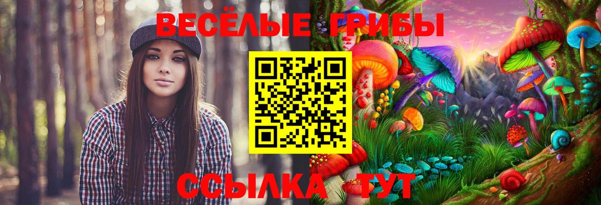 Галлюциногенные грибы Psilocybe Ртищево